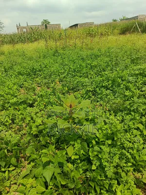 Prime Plots for Sale in Juja