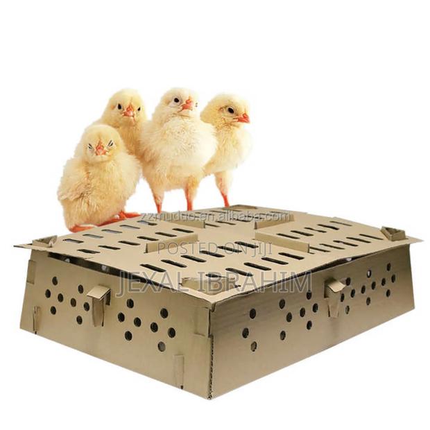 Chicks Box Transportation - thumbnail 2