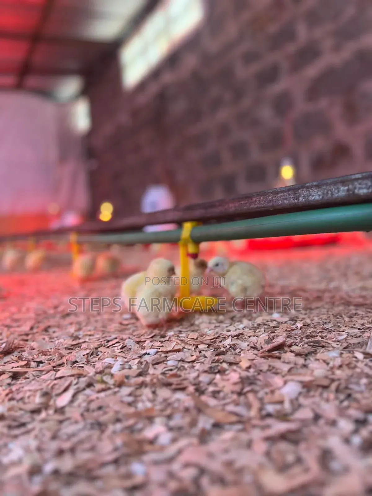 Efficient Automatic Chicken Waterers