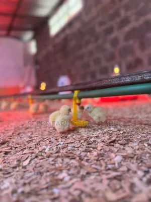 Efficient Automatic Chicken Waterers