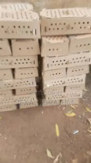 One Day Old Chicks Box