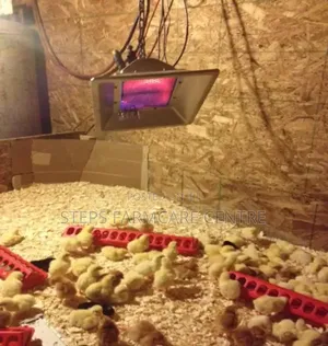 Environmentally Safe LPG Chick Warmers