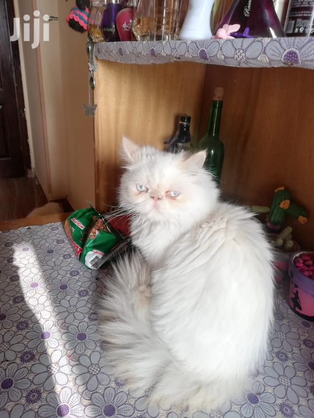 Senior Male Purebred Persian - thumbnail 2
