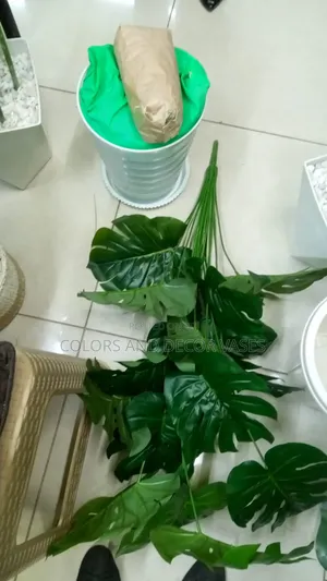 Long Monstera Plant With Vase Plus Decorative Stones