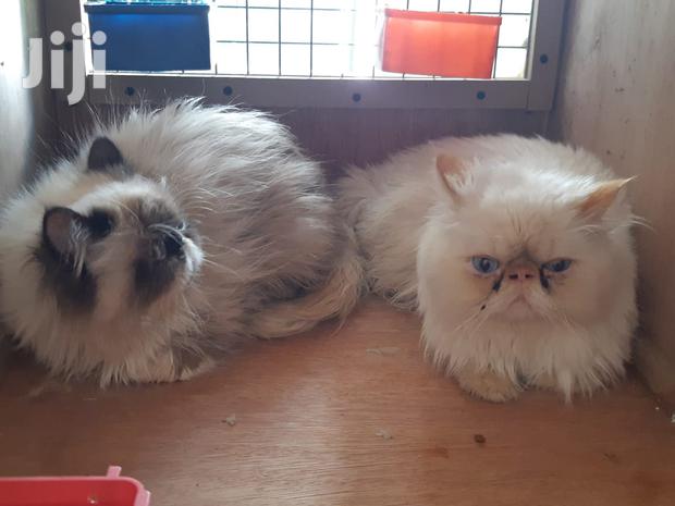 Senior Male Purebred Persian - main view