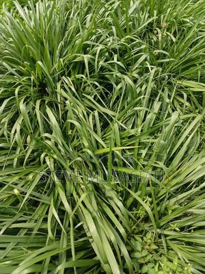 Brancharia Seedlings - thumbnail 2