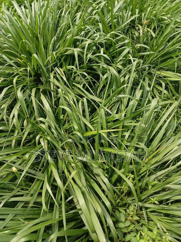 Brancharia Seedlings - main view