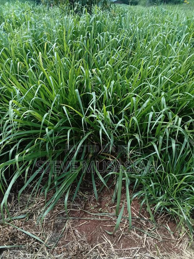 Brancharia Seedlings - thumbnail 3