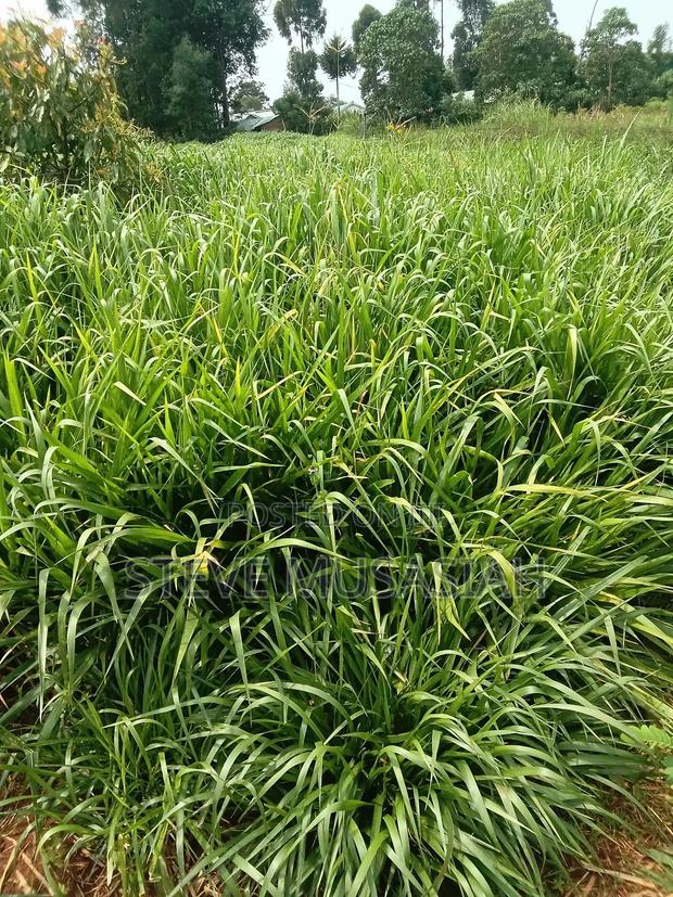 Brancharia Seedlings - thumbnail 4