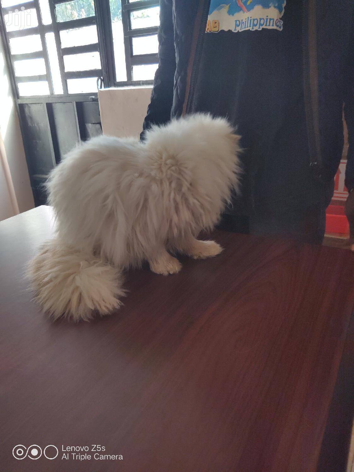 Senior Male Purebred Persian
