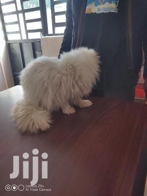 Senior Male Purebred Persian
