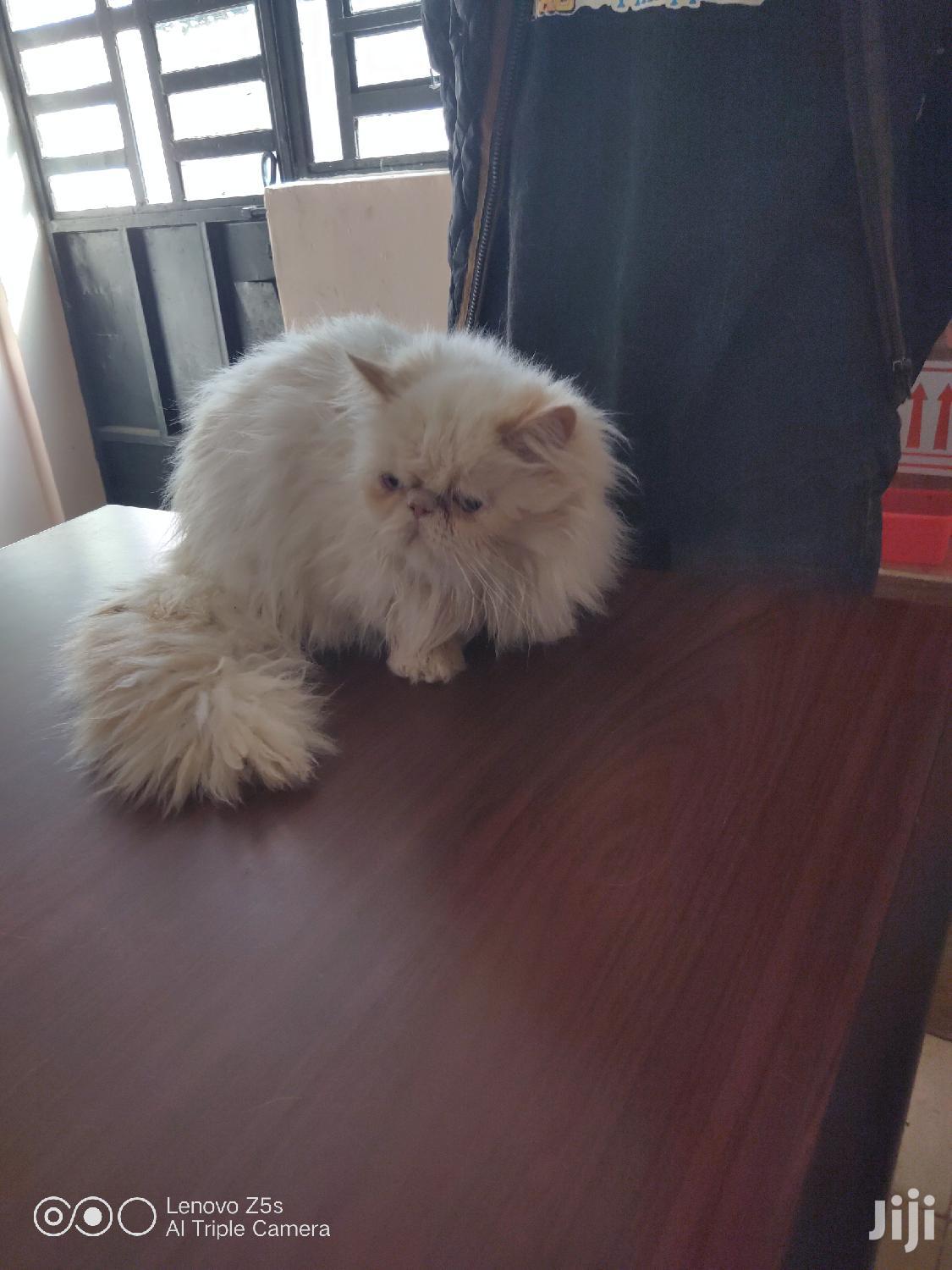 Senior Male Purebred Persian