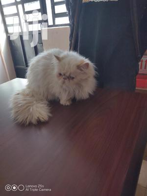 Senior Male Purebred Persian