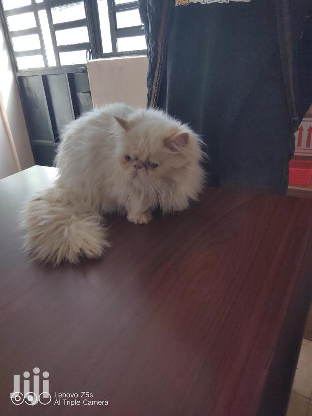 Senior Male Purebred Persian - thumbnail 3