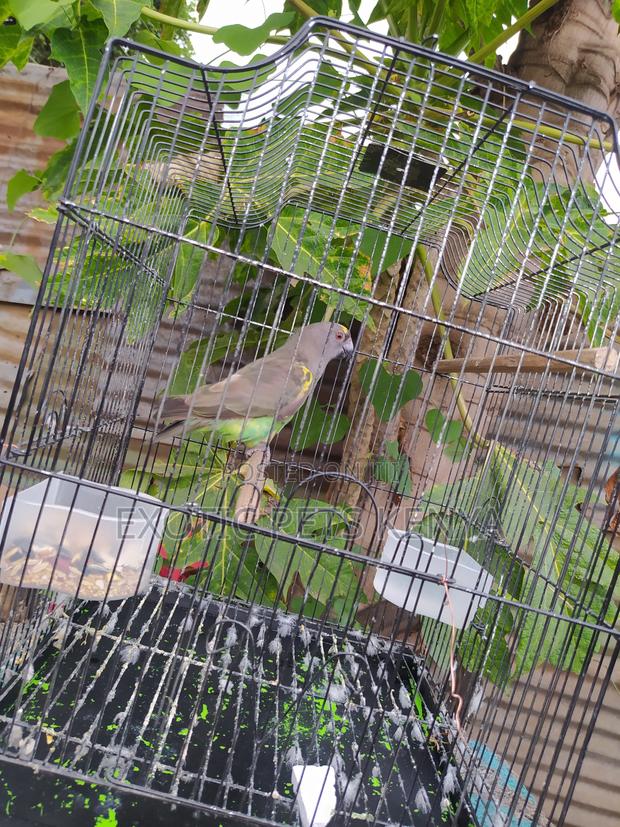 Meyers Parrots - main view