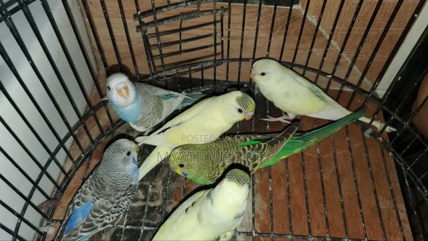 Good Budgies - main view