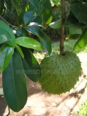 Soursop/Stafeli Seedlings