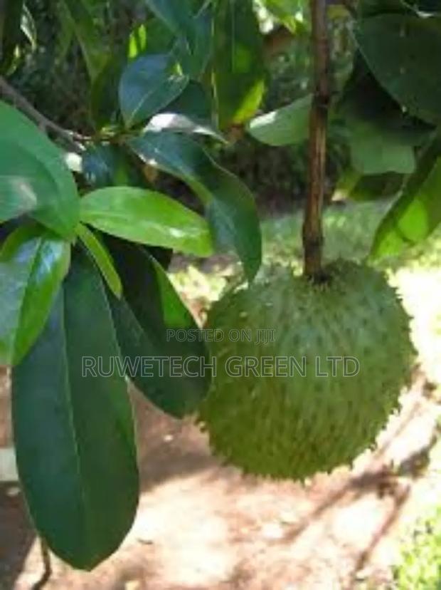 Soursop/Stafeli Seedlings - main view