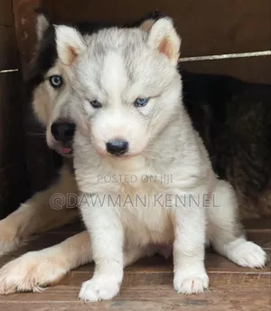 1-3 months Male Purebred Siberian Husky