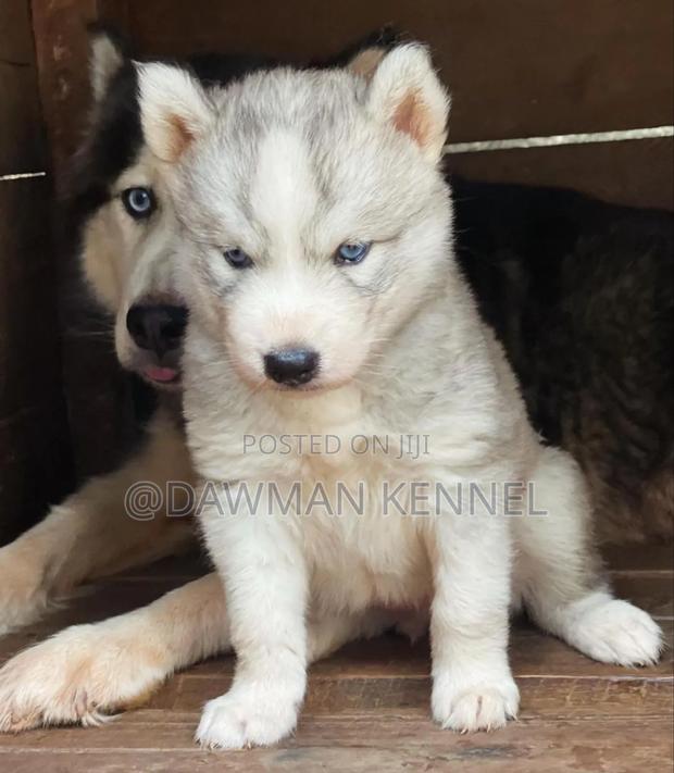 1-3 months Male Purebred Siberian Husky