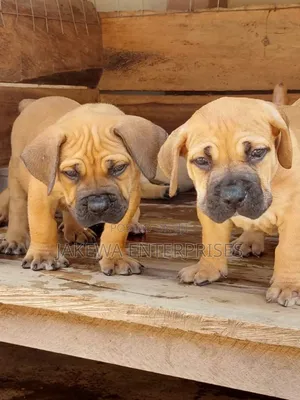 1-3 months Female Purebred Boerboel