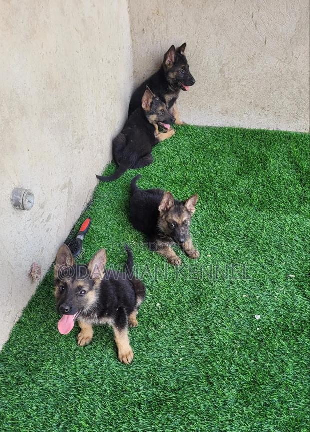 1-3 months Male Purebred German Shepherd