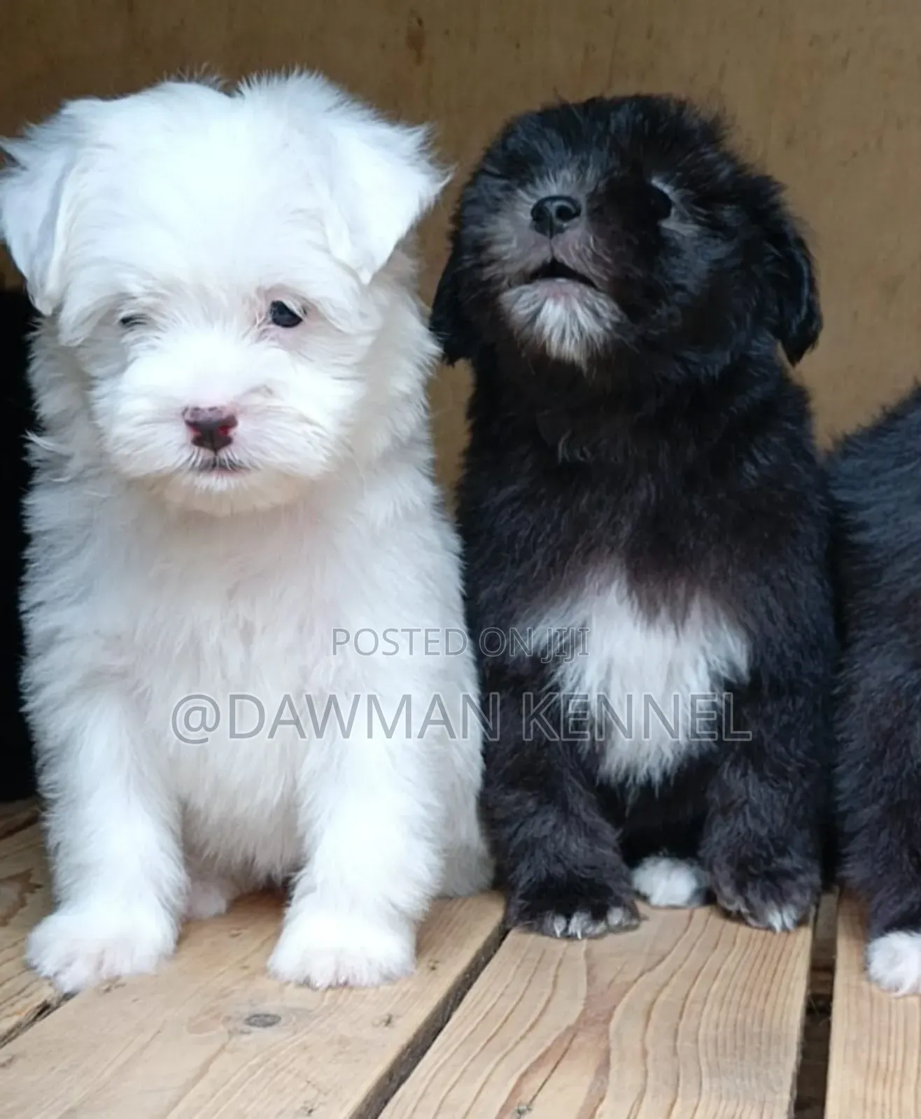 1-3 months Male Purebred Havanese