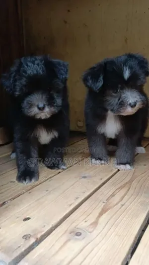 1-3 months Male Purebred Havanese