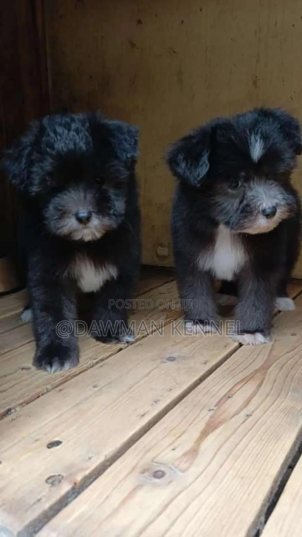 1-3 months Male Purebred Havanese - main view