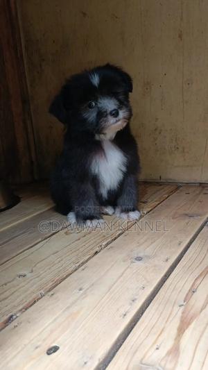 1-3 months Male Purebred Havanese - thumbnail 2