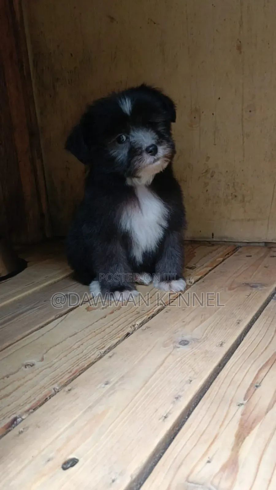 1-3 months Male Purebred Havanese