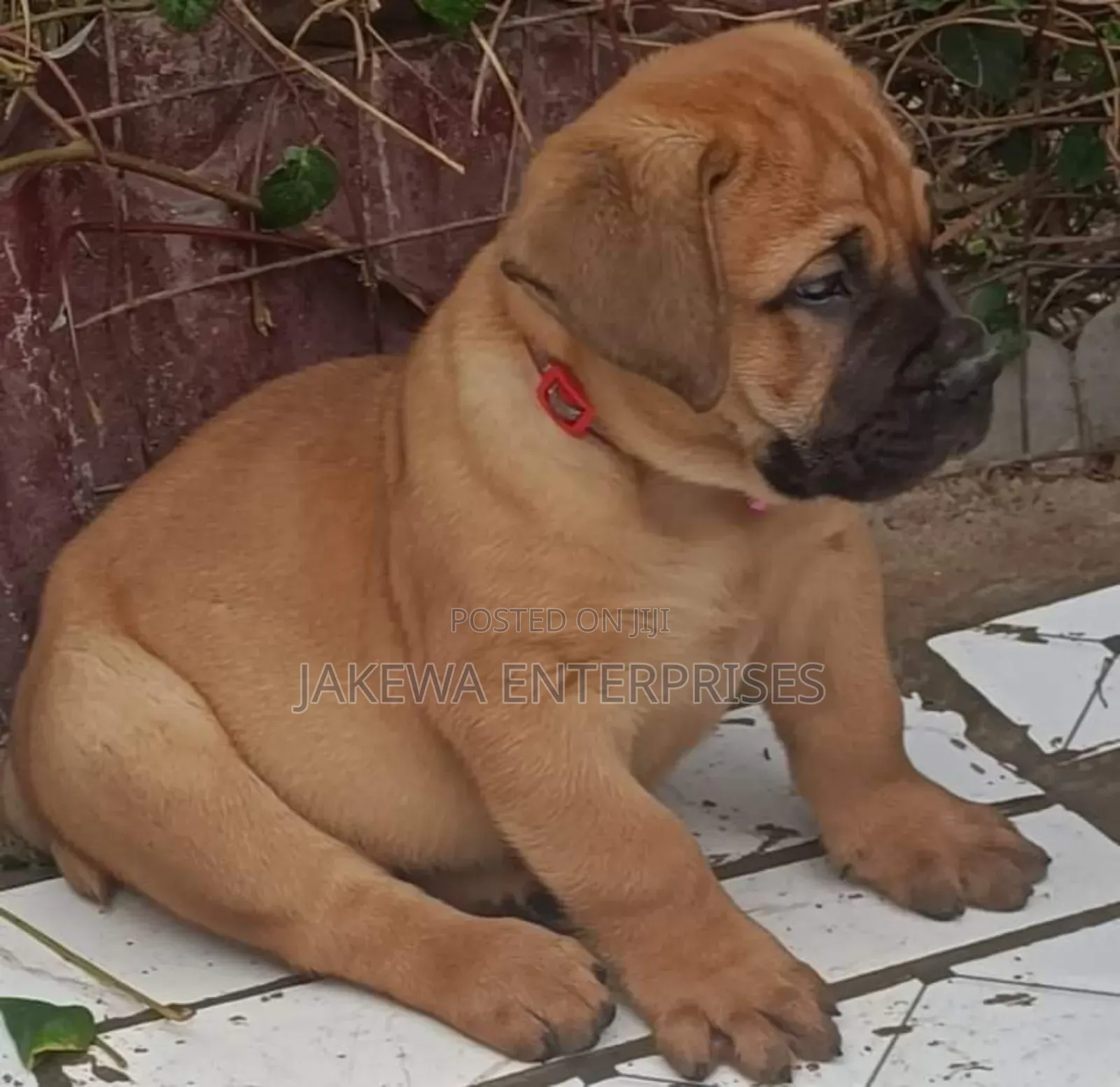 1-3 months Female Purebred Boerboel