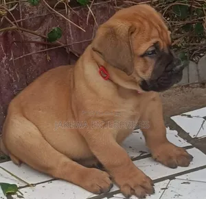 1-3 months Female Purebred Boerboel