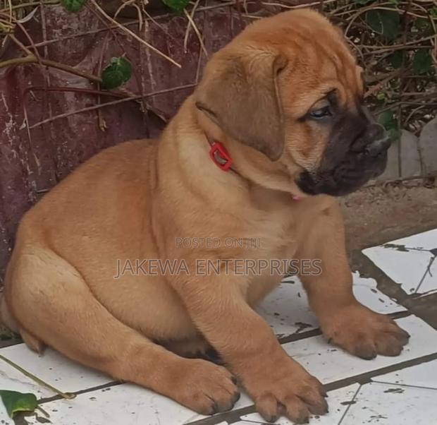 1-3 months Female Purebred Boerboel