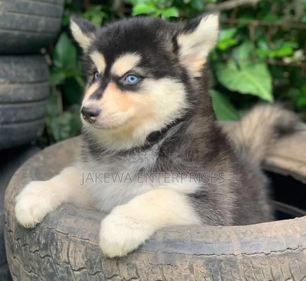 1-3 months Female Purebred Siberian Husky - main view