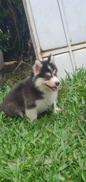 1-3 months Male Purebred Siberian Husky