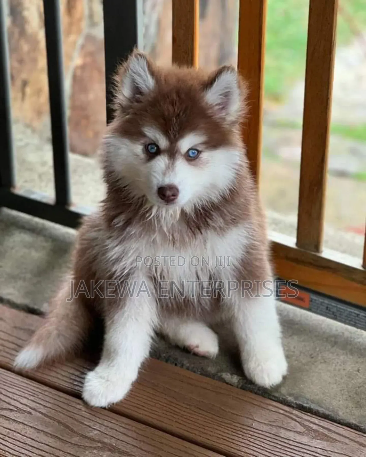 1-3 months Male Purebred Siberian Husky