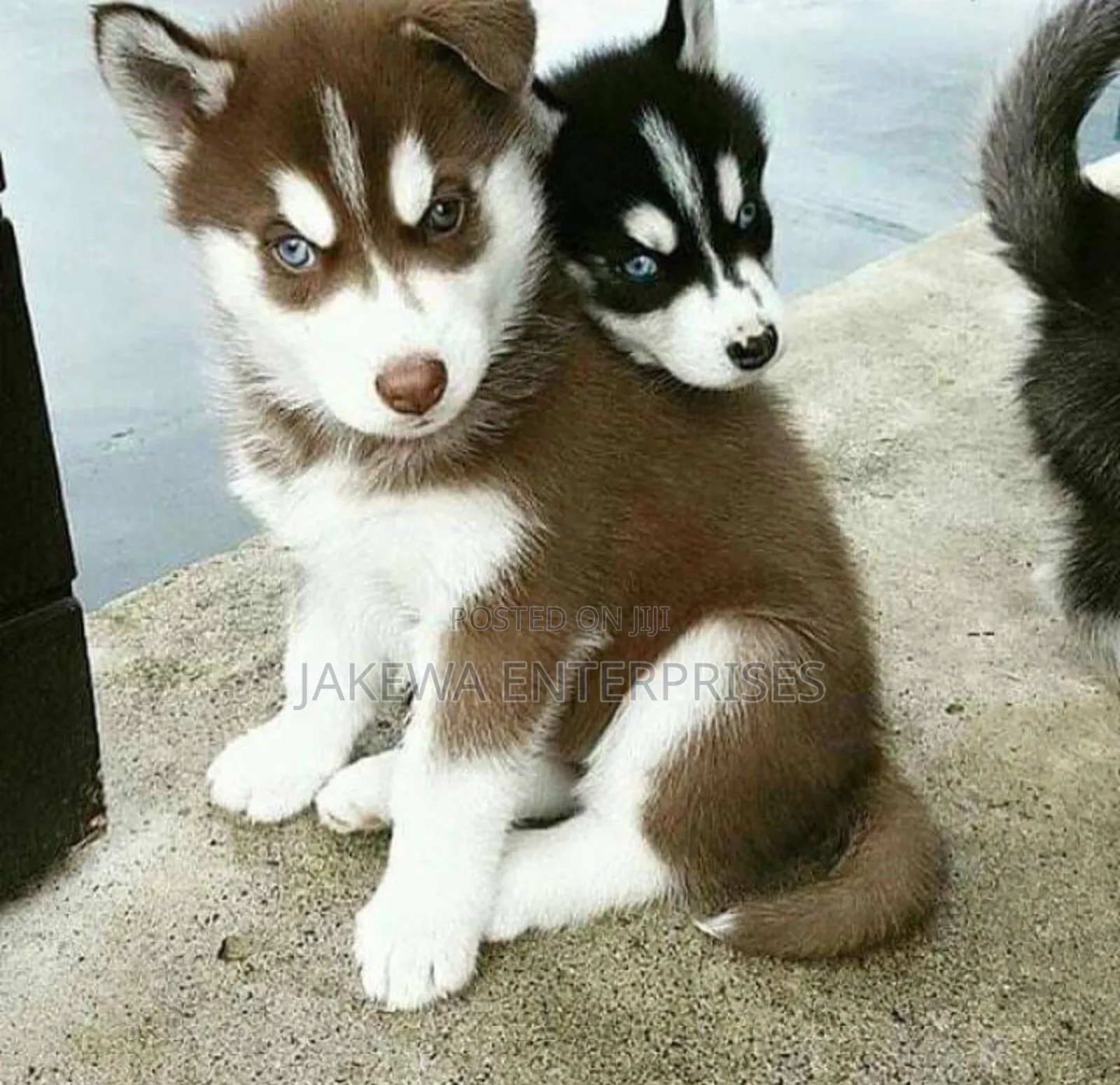 1-3 months Male Purebred Siberian Husky