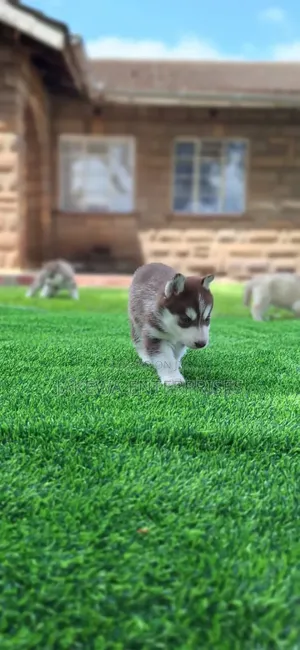 1-3 months Male Purebred Siberian Husky