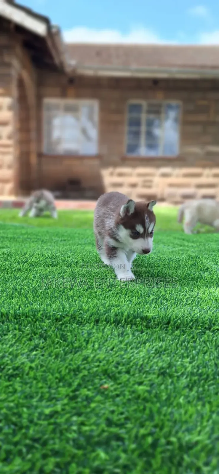1-3 months Male Purebred Siberian Husky
