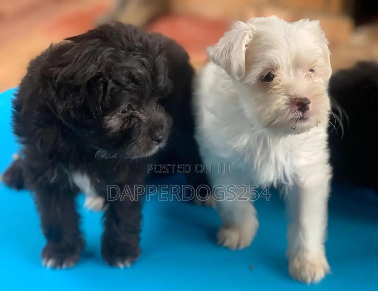 1-3 months Male Purebred Havanese