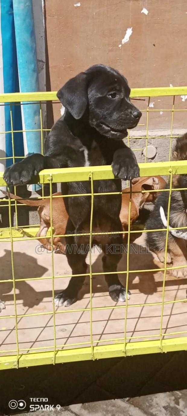 1-3 months Female Purebred Great Dane - main view