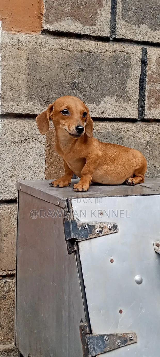 1-3 months Male Purebred Dachshund