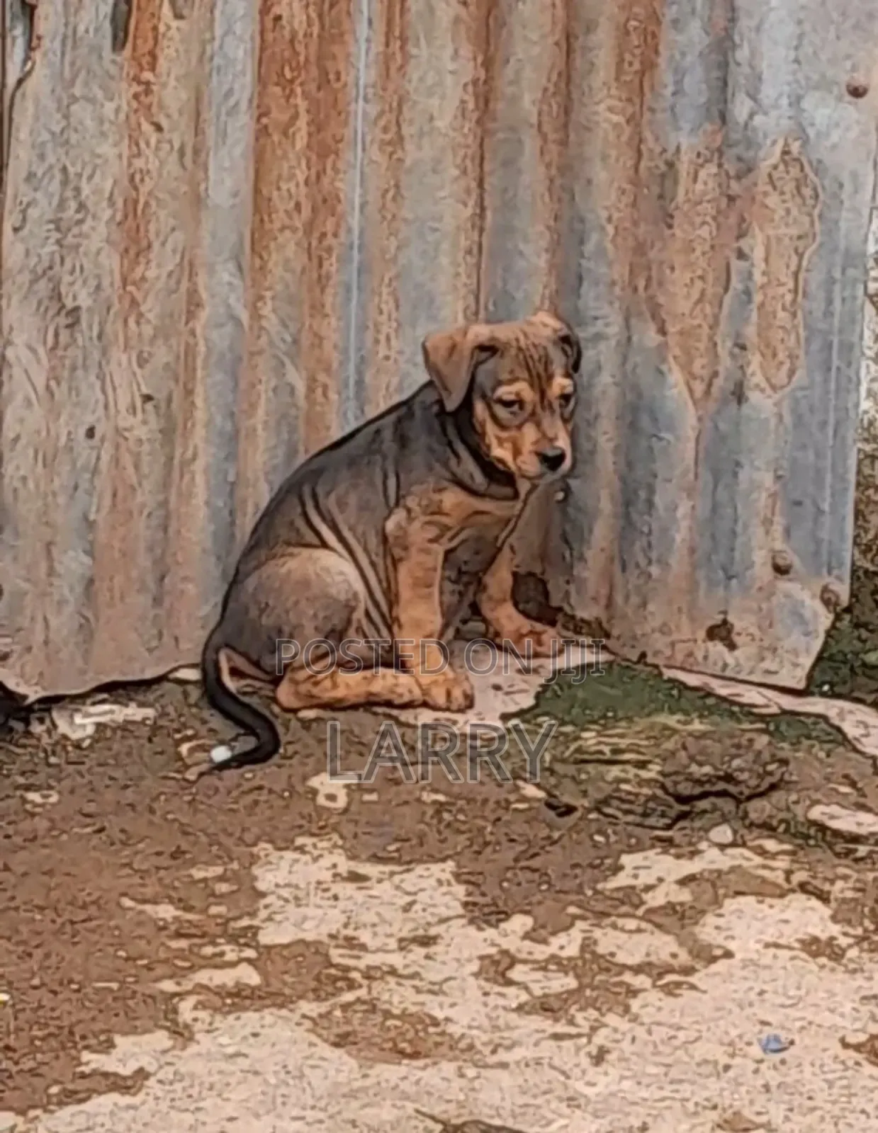 1-3 months Male Purebred Boerboel
