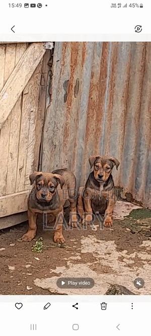 1-3 months Male Purebred Boerboel - thumbnail 2