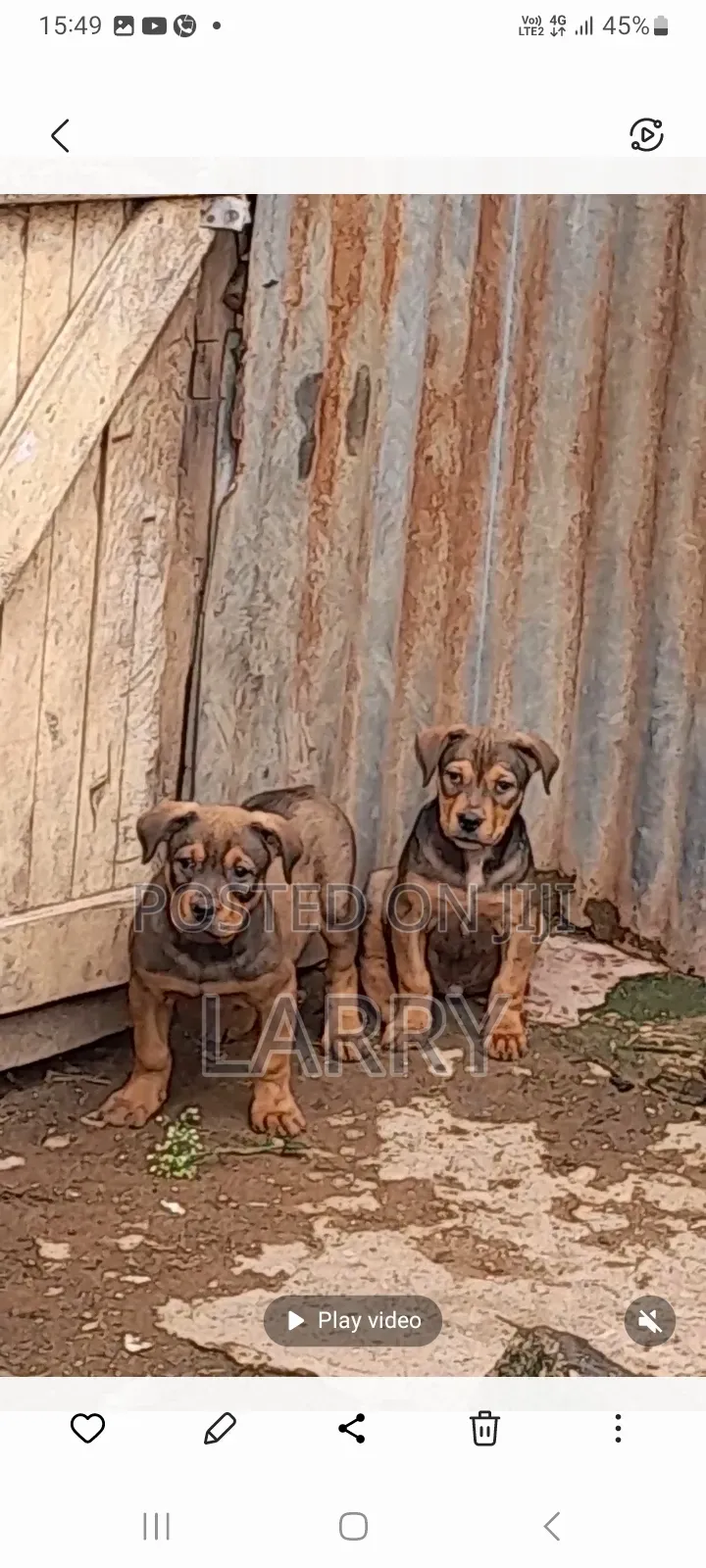 1-3 months Male Purebred Boerboel