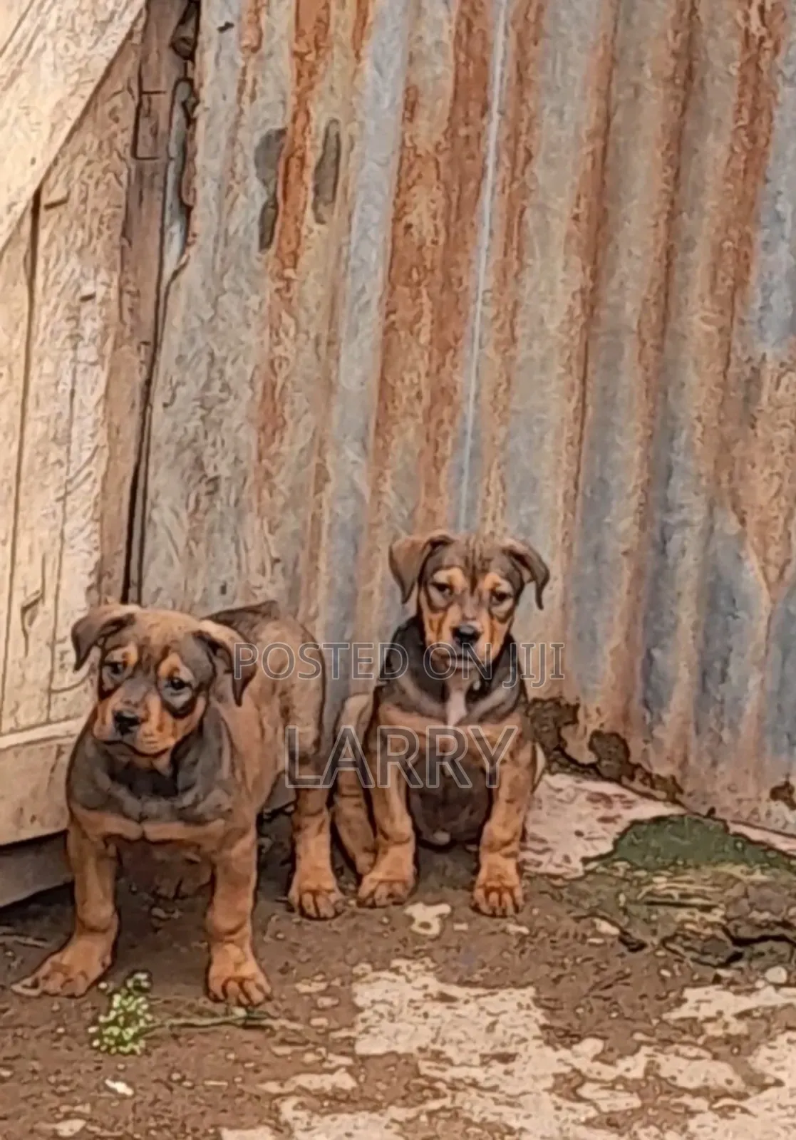1-3 months Male Purebred Boerboel
