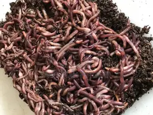 Redworms Earthworms for Vermiculture Vermicomposting - 3kg