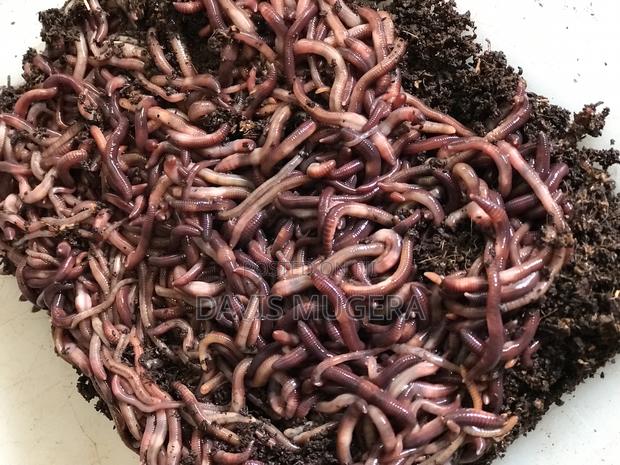 Redworms Earthworms for Vermiculture Vermicomposting - 3kg