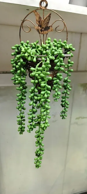 Green Climbers for Home Decor